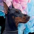 Wonder Doberman logo